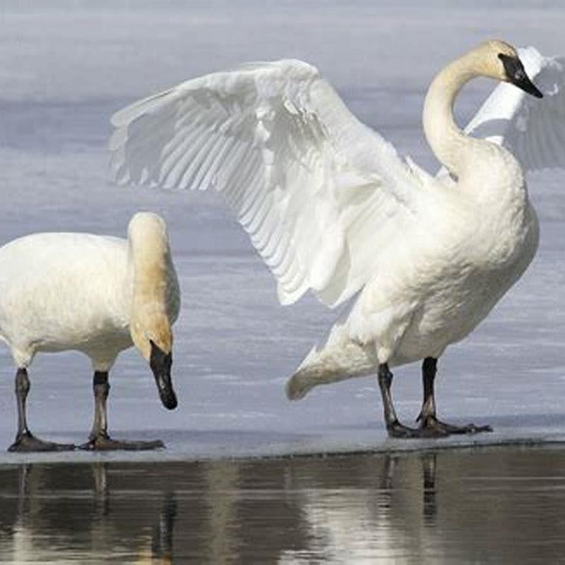 what-is-special-about-a-trumpeter-swan-diy-seattle