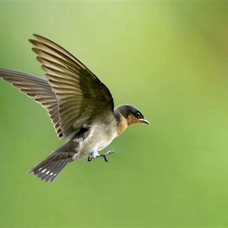 What is special about swallow birds?