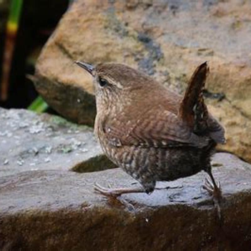 what-is-special-about-wrens-diy-seattle