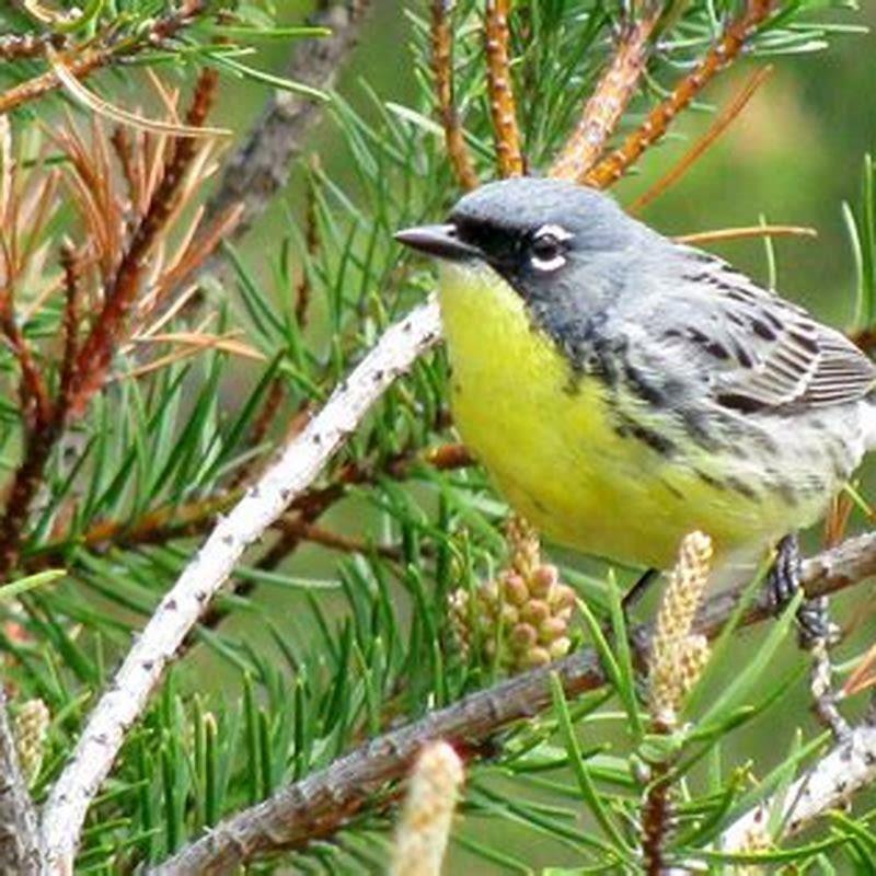 What is the best songbird?