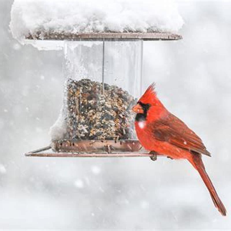 What is the best thing to feed birds in the winter? - DIY Seattle
