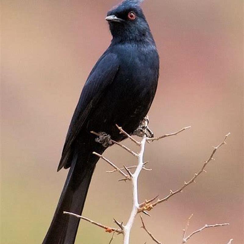 What is the common name of phainopepla?