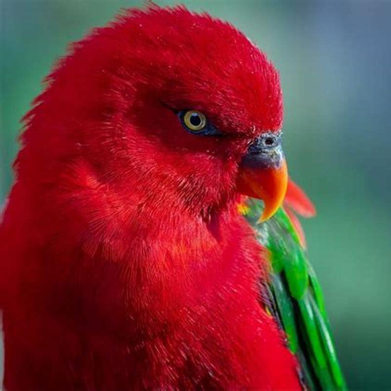What is the difference between a lory and a lorikeet?