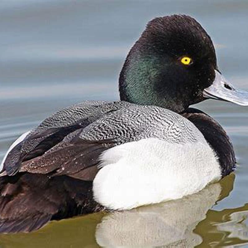 What is the difference between lesser and scaup?