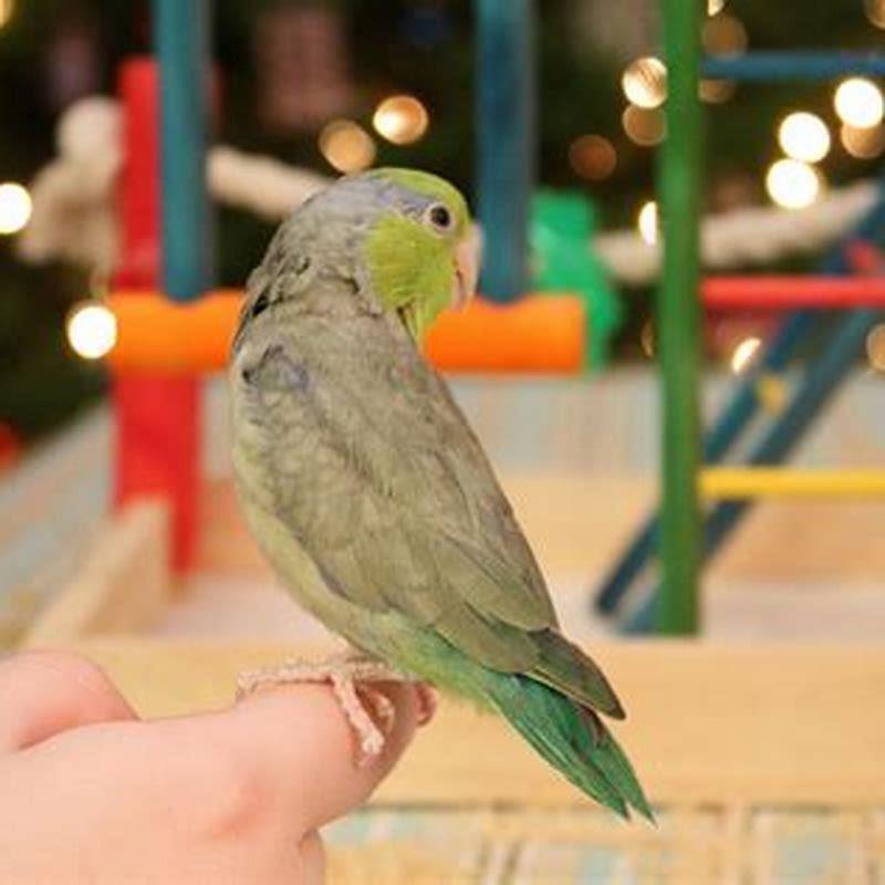 What is the friendliest parrot for a pet?