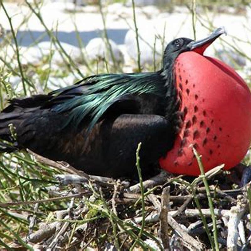 What is the frigate birds predator?