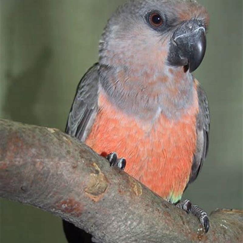 What is the lifespan of a red-bellied parrot?