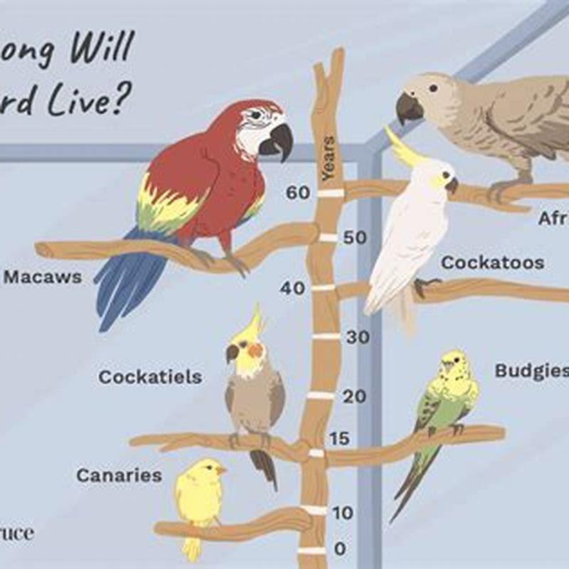 What is the longest a bird can live?