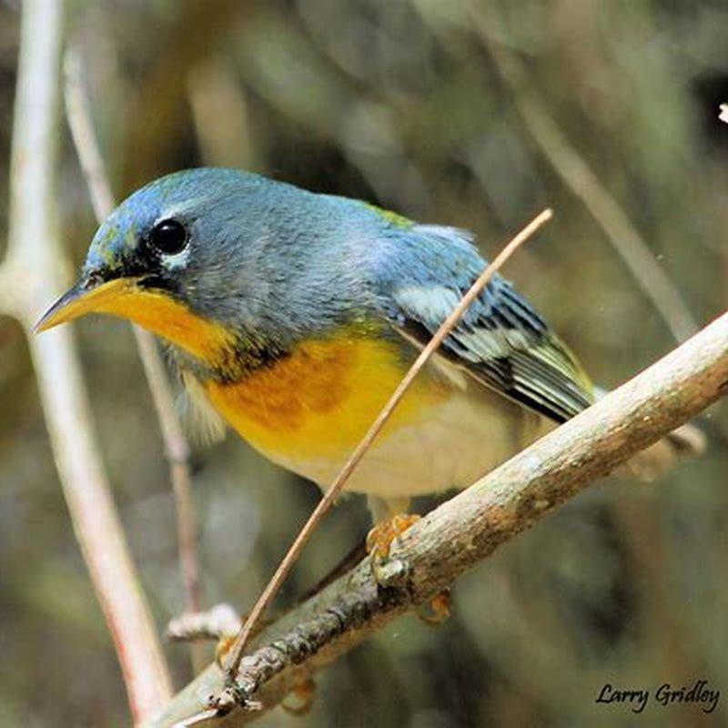What is the meaning of parula?