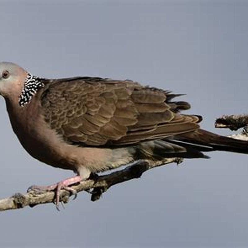 gisela-graham-resin-two-turtle-doves-christmas-tree-decoration