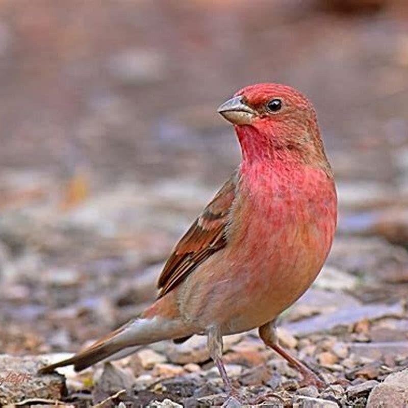 What is the most common bird color?