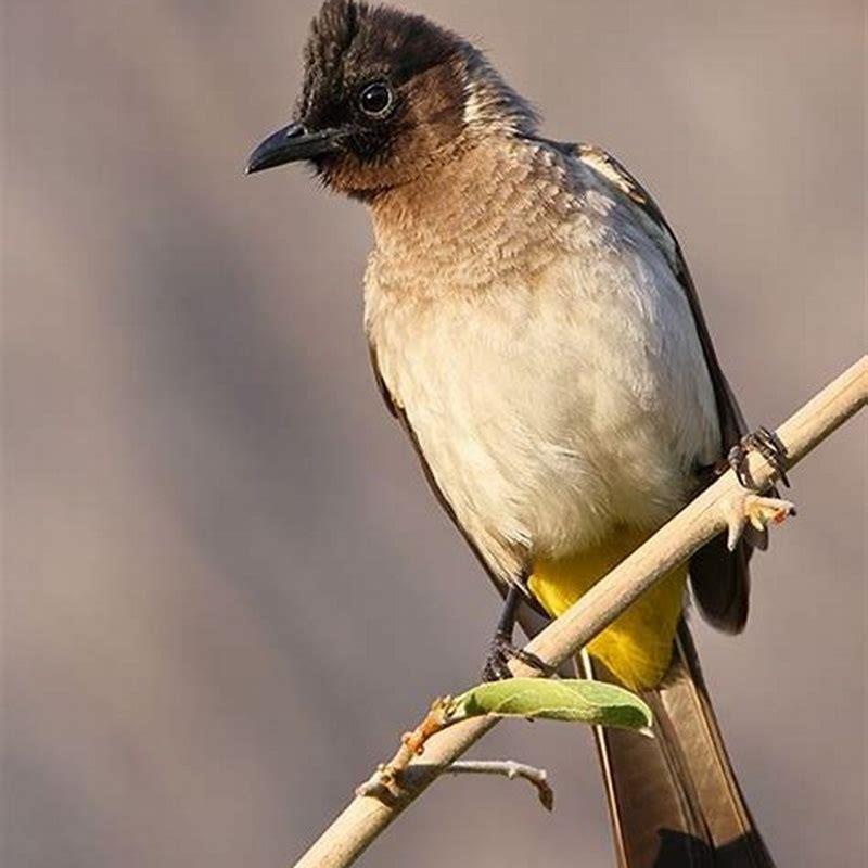 What is the most common bird in South Africa?