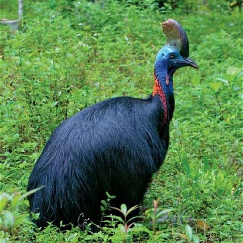 What is the only bird that can’t fly?