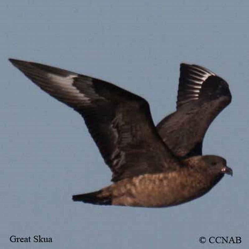 What is the other name for the great skua?