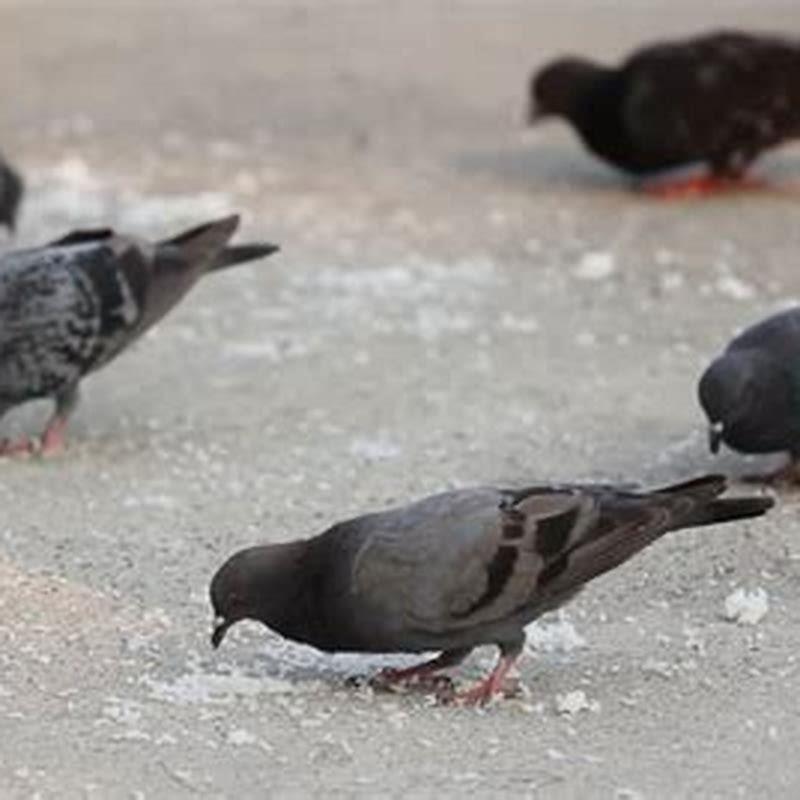 What is the pigeon food?