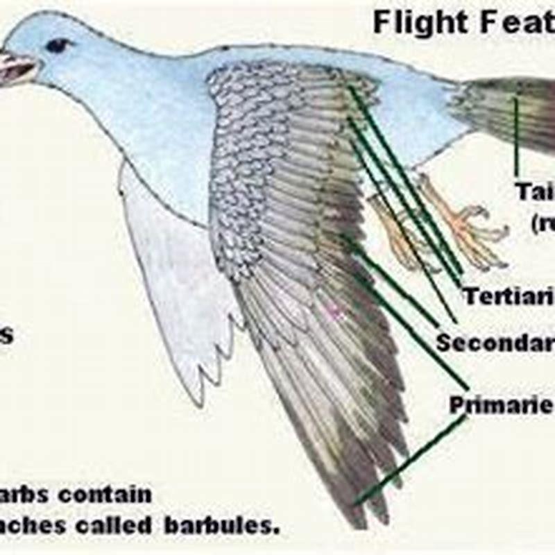 What is the purpose of a bird's tail feathers? - DIY Seattle