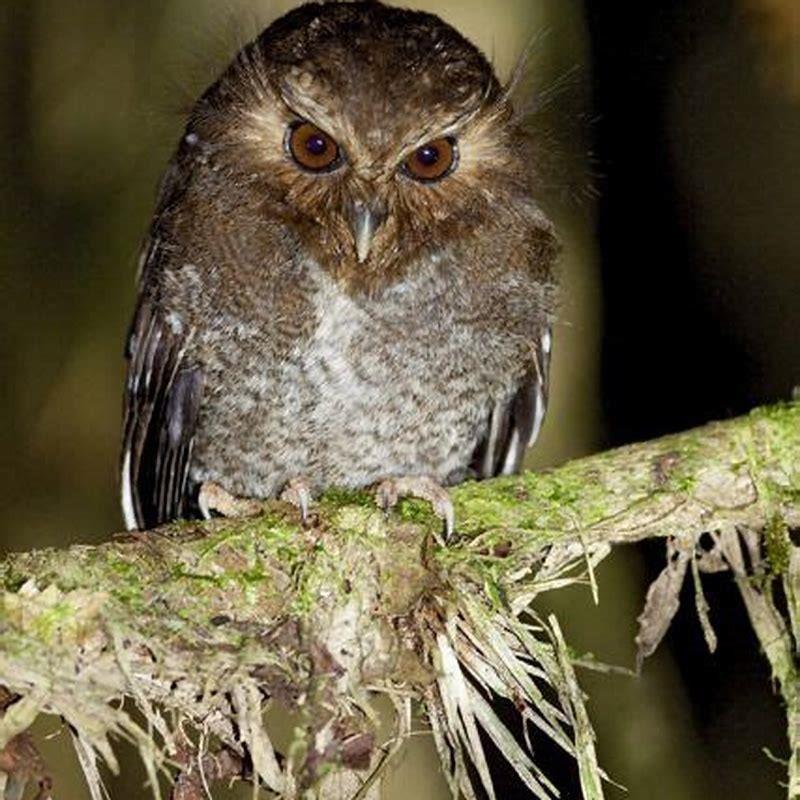 What is the rarest owl to see?