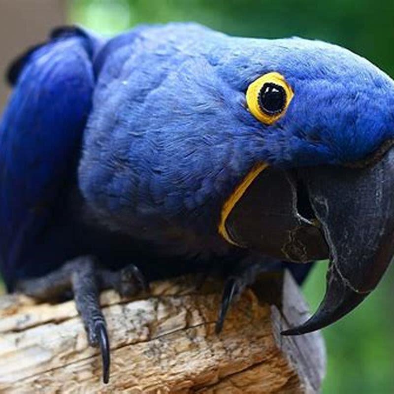 What is the rarest type of macaw?