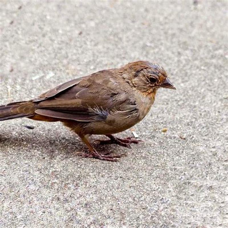 What is the scientific name of birds called?