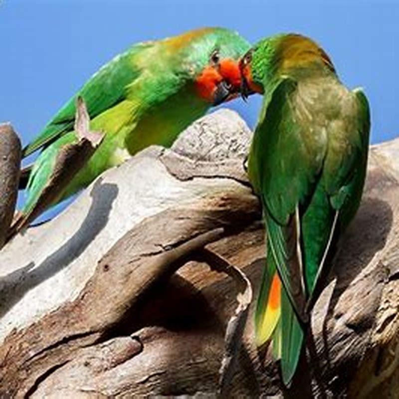 What is the smallest lorikeet?