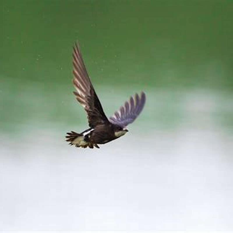 What is the speed of the white-throated Needletail? - DIY Seattle