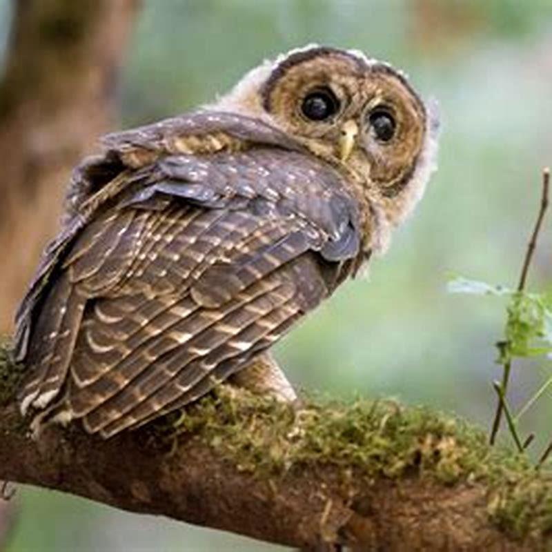 What is the spotted owl controversy?