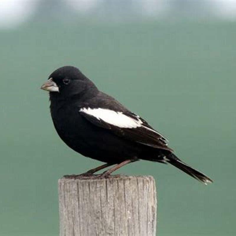 What kind of a bird is a lark?