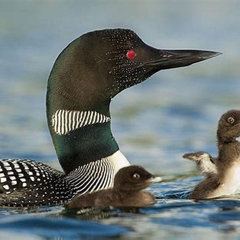 What kind of a bird is a loon?