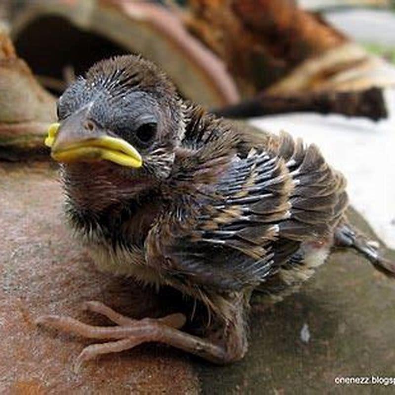 What kind of baby birds have yellow beaks?