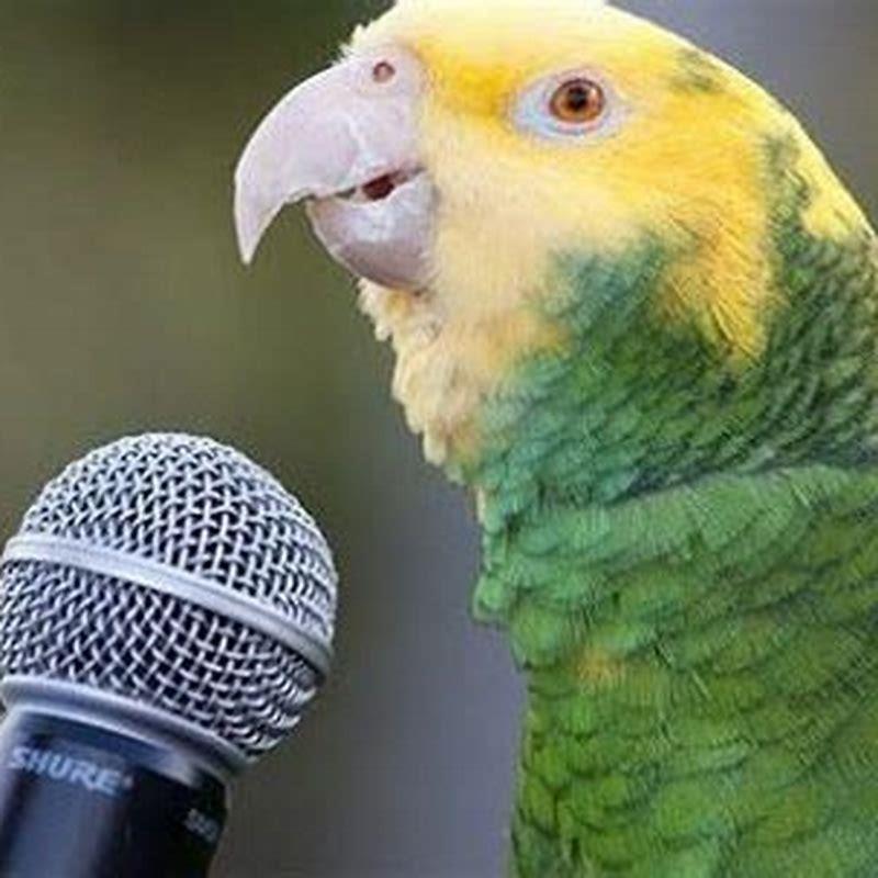 What kind of bird can talk?