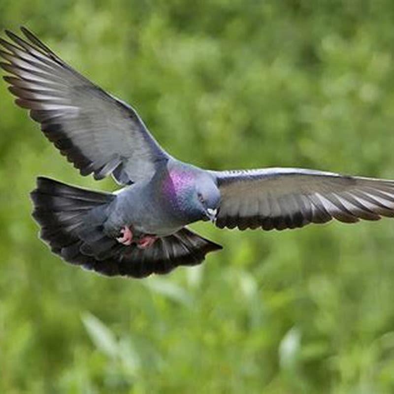 What kind of bird does not have feathers?