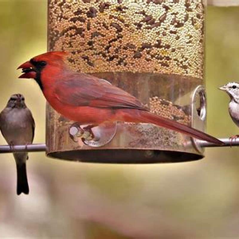 What kind of bird houses do hummingbirds live in?