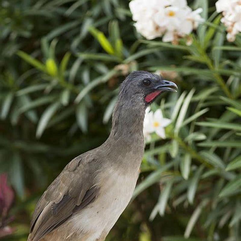 what-kind-of-bird-is-a-chachalaca-diy-seattle