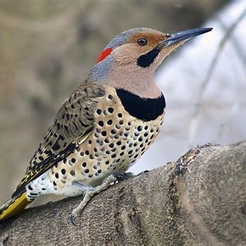 What kind of bird is a flicker?