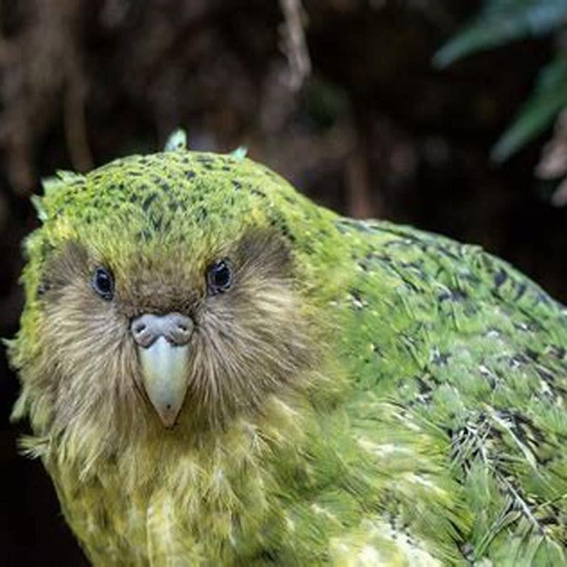 What kind of bird is a Kakapo?