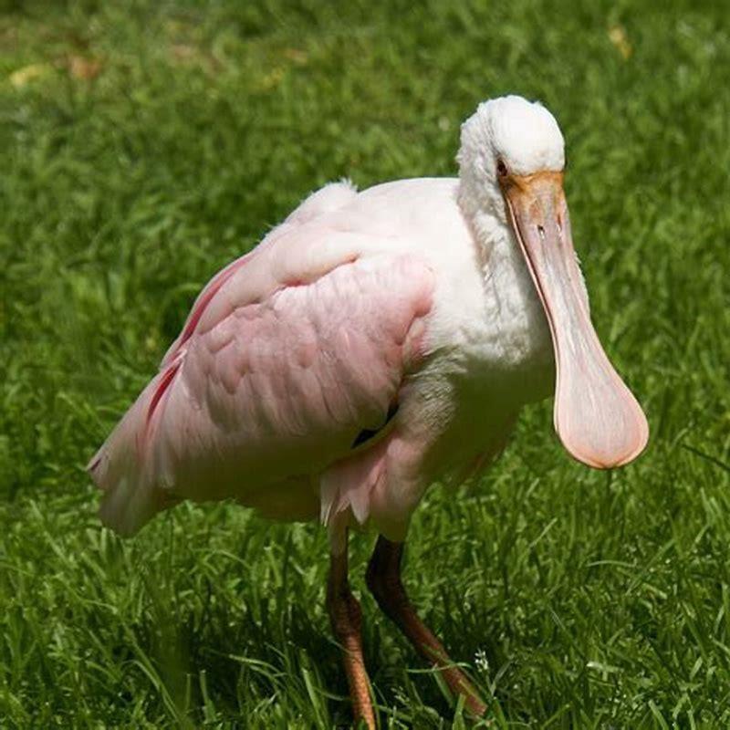 What kind of bird is a Roseate Spoonbill?