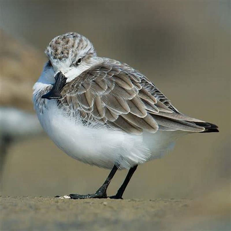 What kind of bird is a sandpiper?