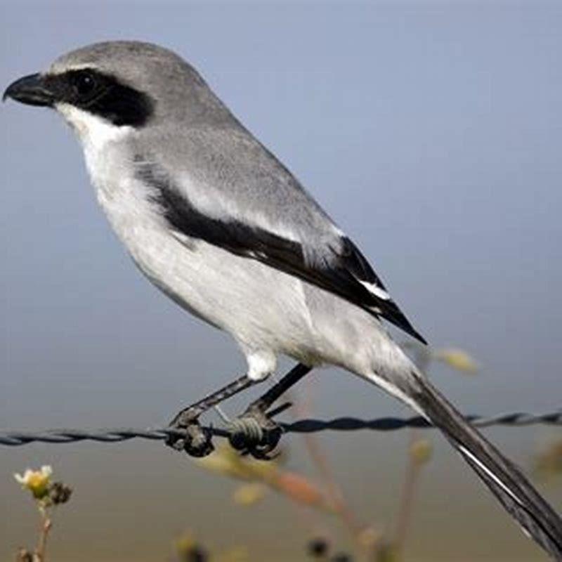 What kind of bird is a shrike?