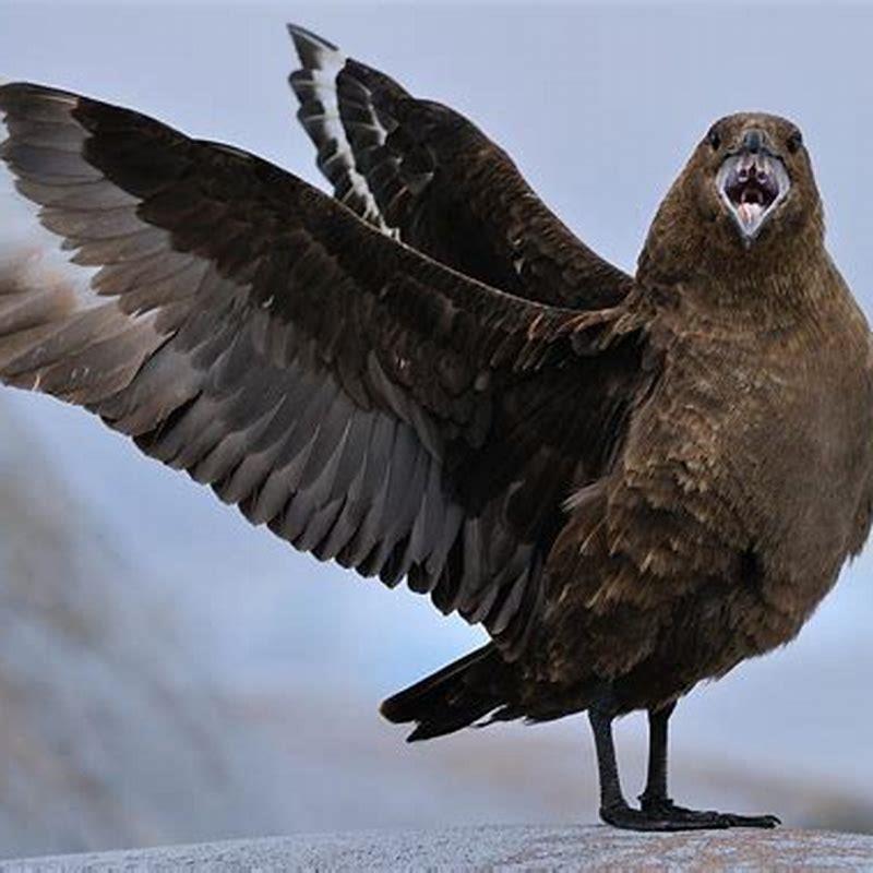 What kind of bird is a skua?