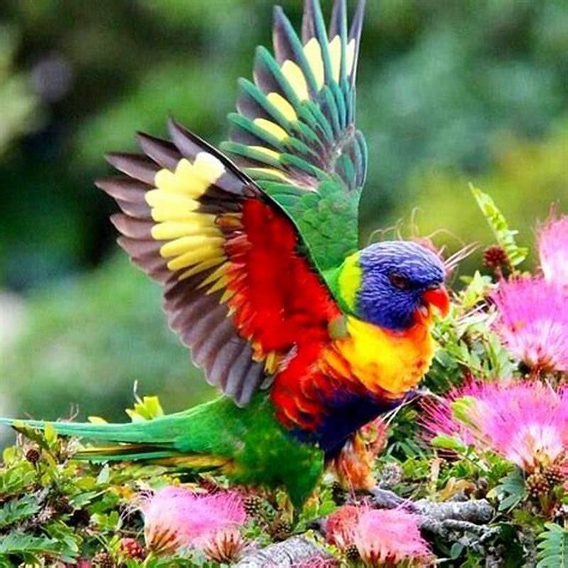 What kind of bird is Gumi red Birb?