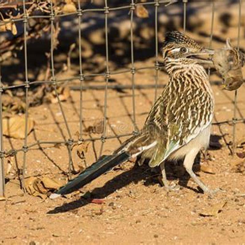What kind of birds do roadrunners eat?