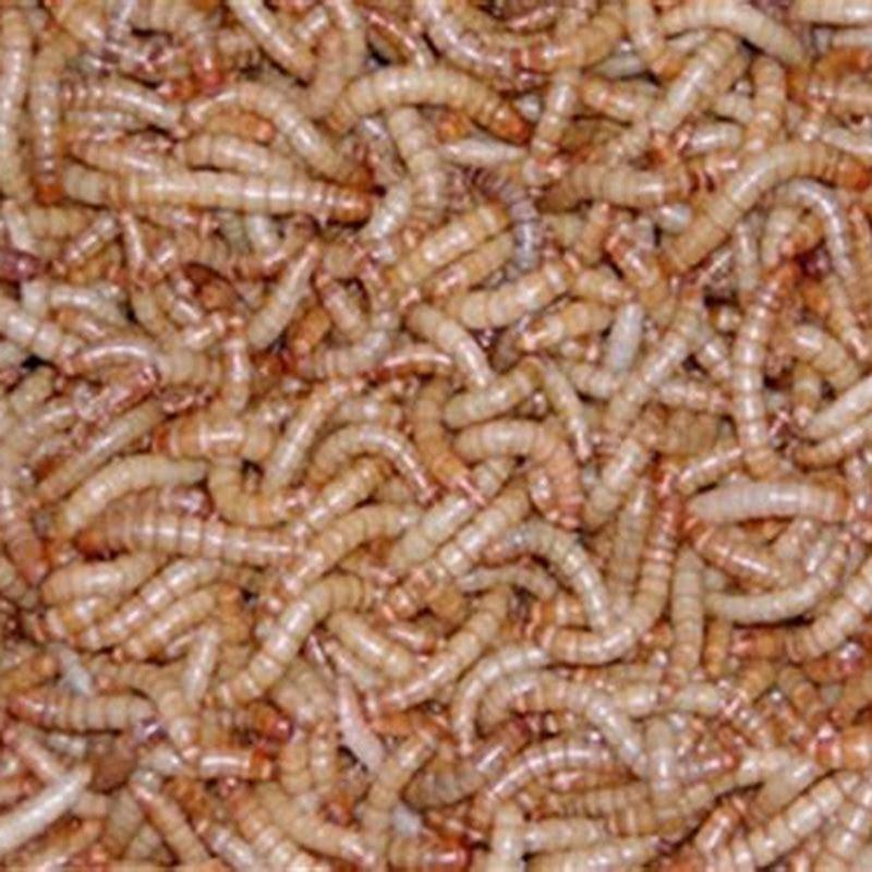 What kind of birds does mealworm attract?