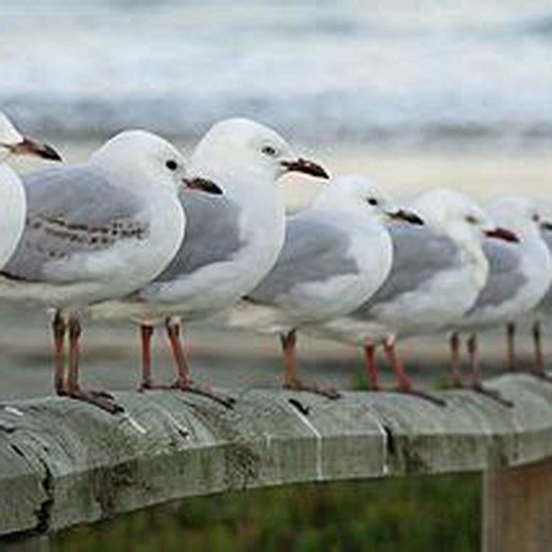 What kind of birds eat seagulls?