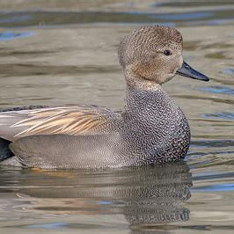 What kind of duck is a gadwall?