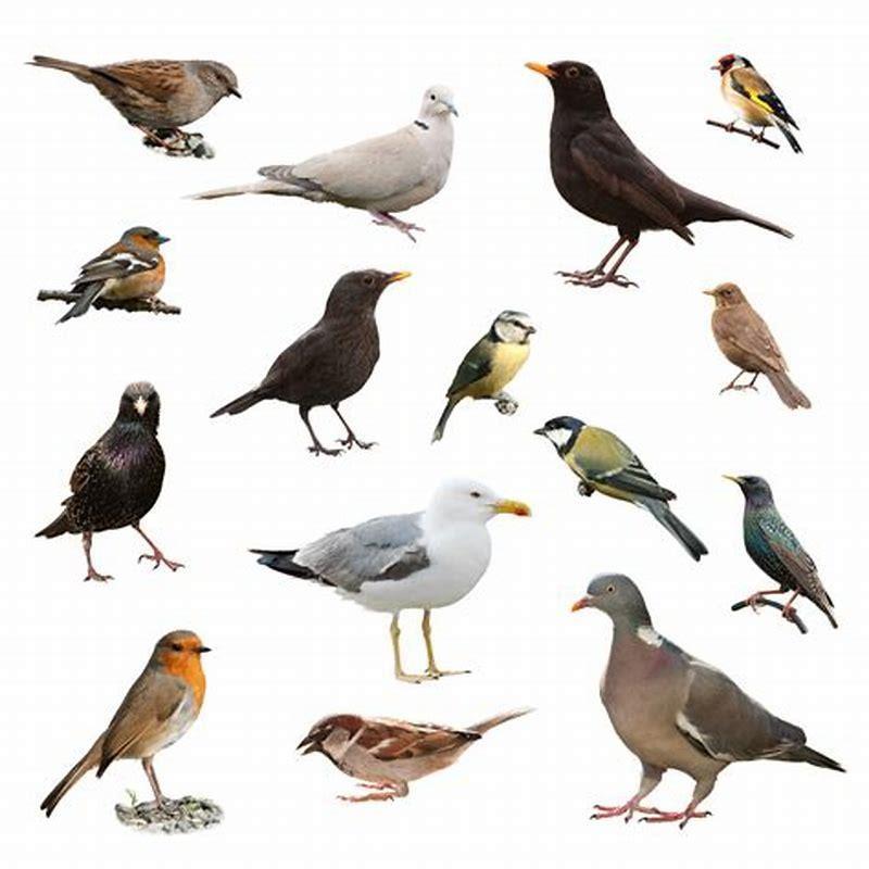 What kind of species are birds?
