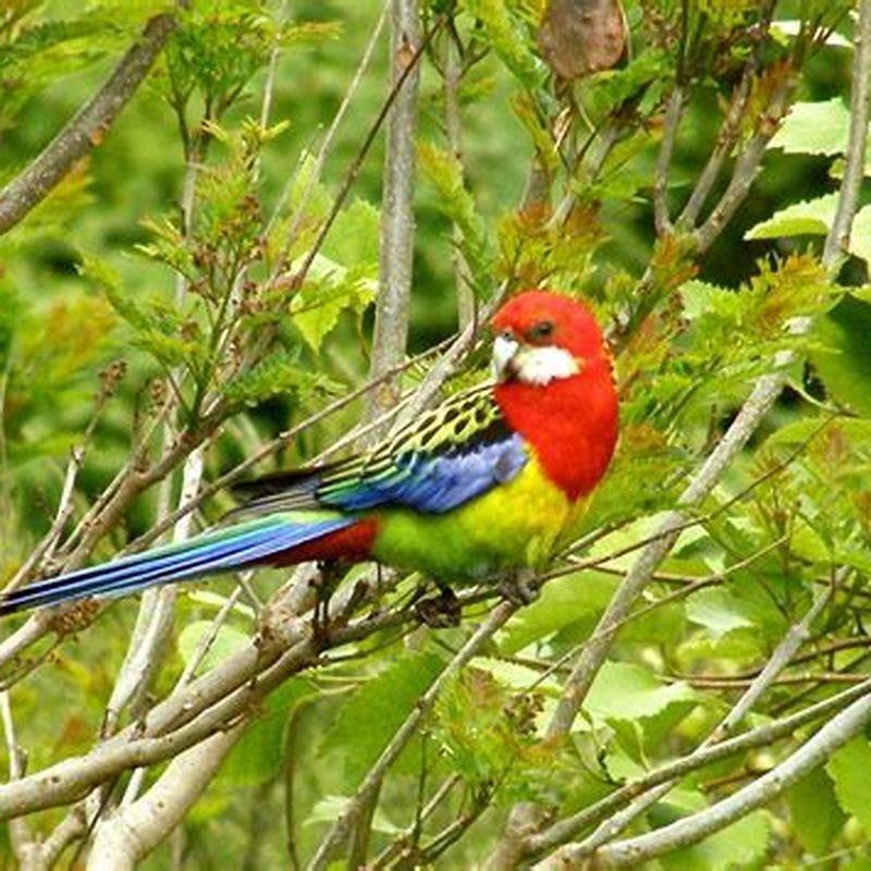What kind of species is a bird?