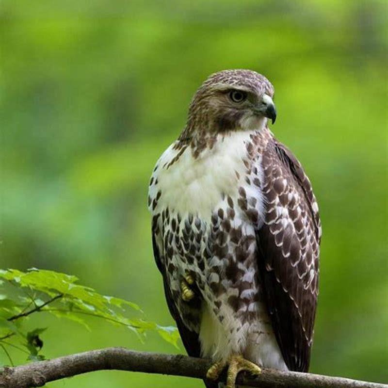 What makes birds of prey different from other birds?