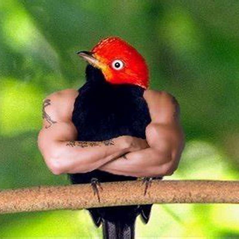 What makes birds so special?
