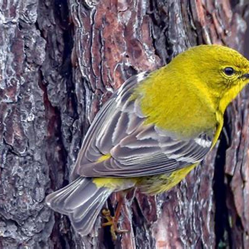 What makes birds unique from other vertebrates? - DIY Seattle