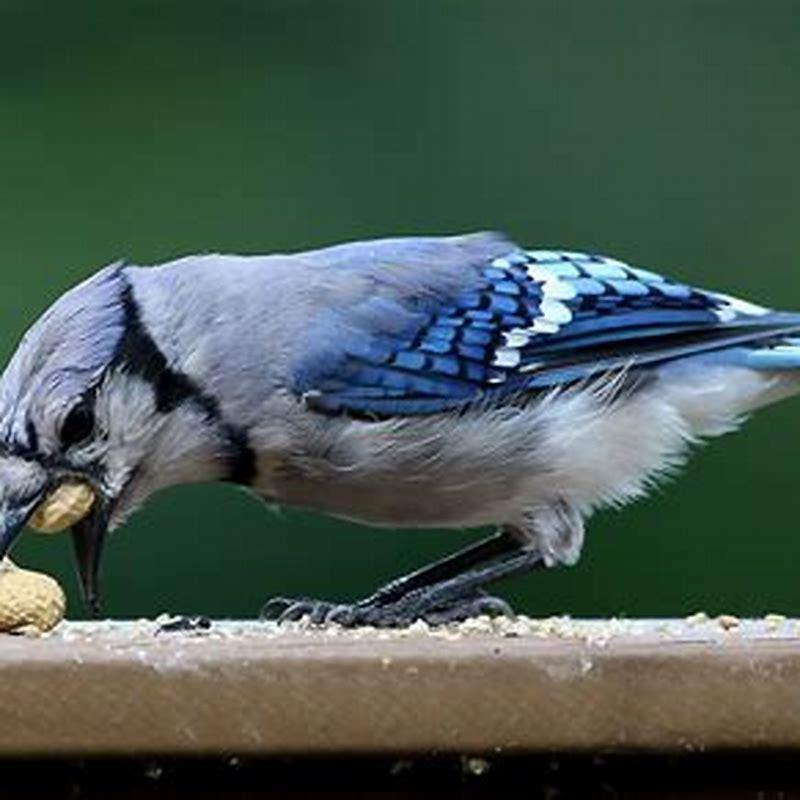 What nuts can birds not eat?
